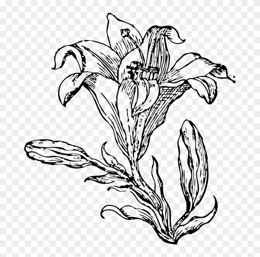 Clipart - Lily - Black And White Lily Drawing Png #768695