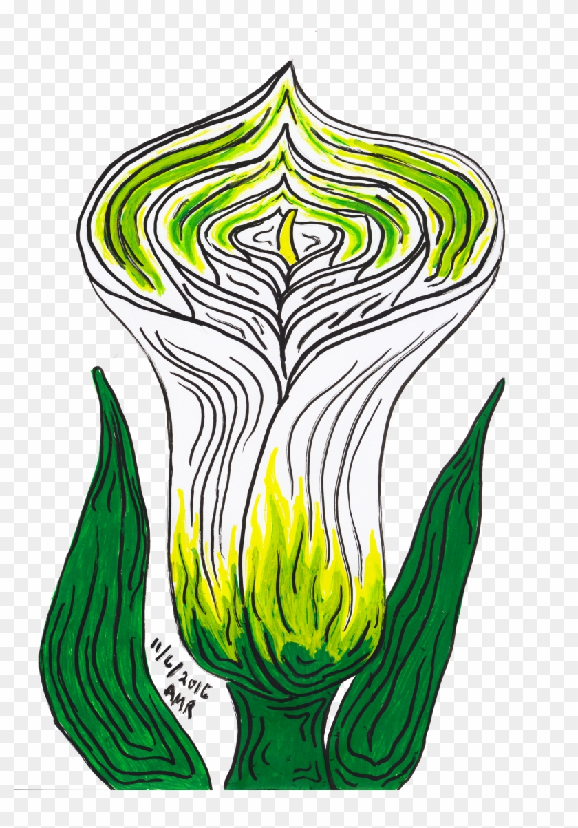 Calla Lily - Calla Lily #768715