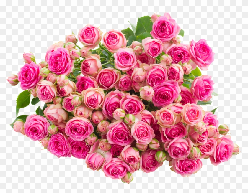 Rose Pink Flower Wallpaper - Rose Pink Flower Wallpaper #768864