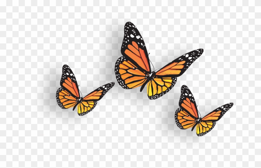 Butterfly #768914