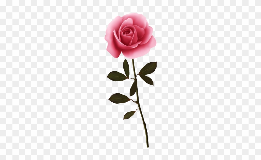 Garden Roses Flower - Garden Roses Flower #769015
