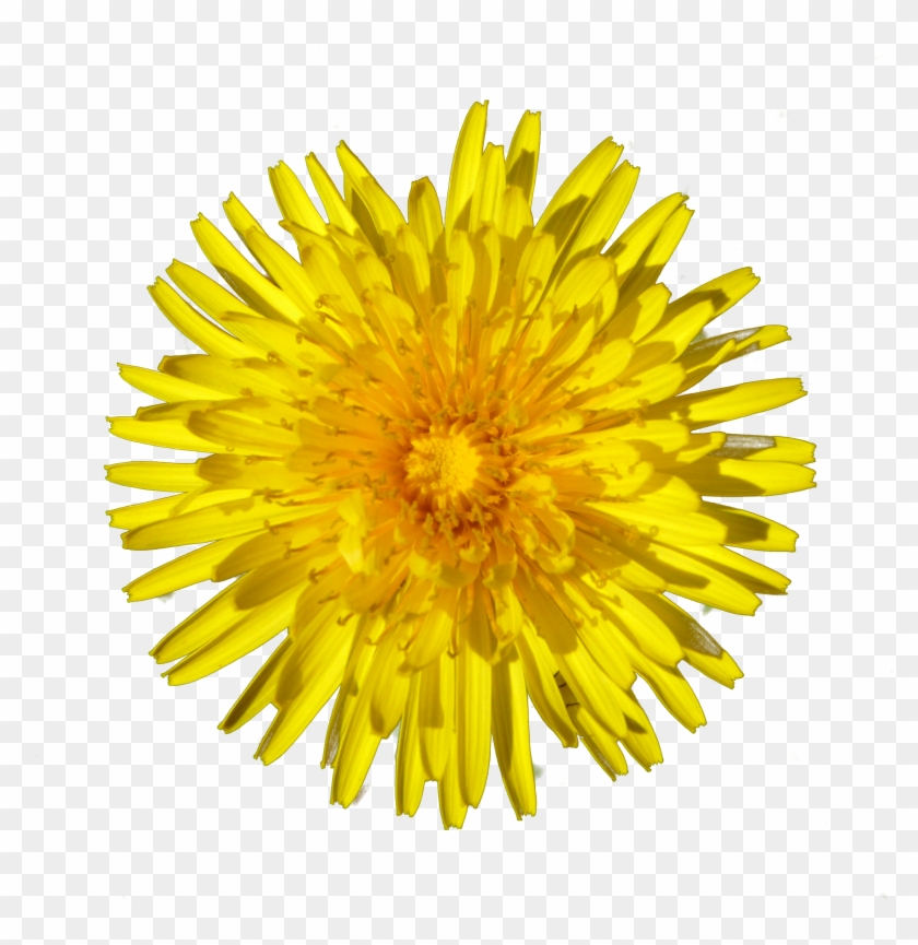 Dandelion Png - Dandelion Png #769010