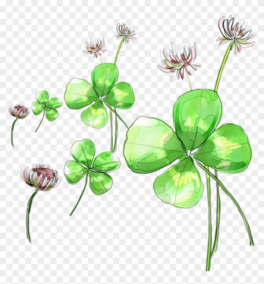 Clover Flower Picture Material - Clover Flower Picture Material #769067