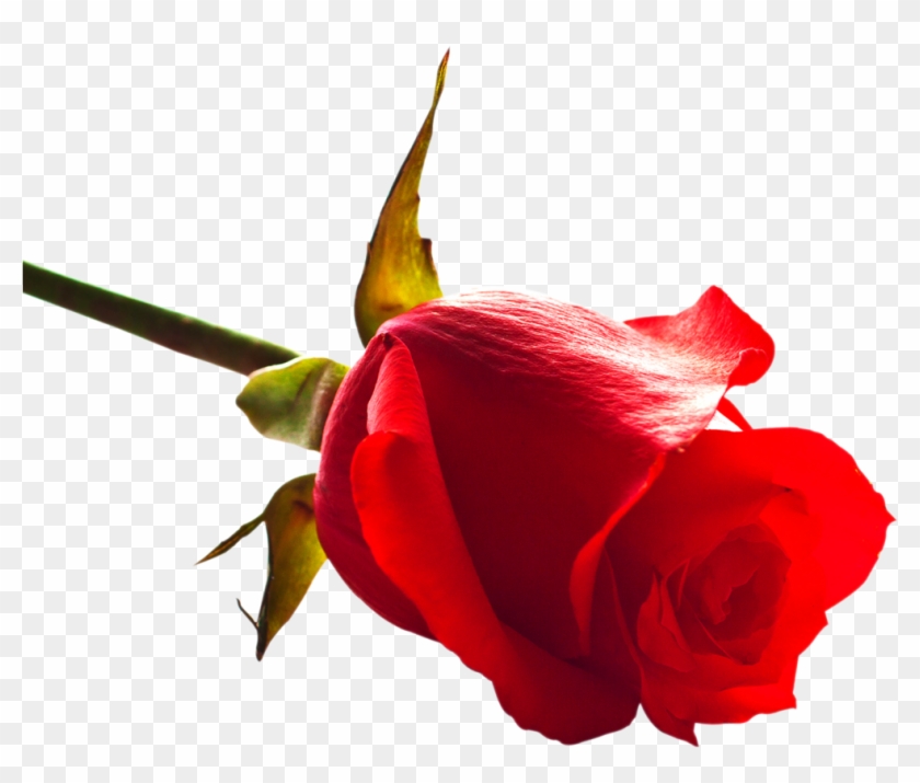 Free Rose Png Image - Rose Images Download Now #769020