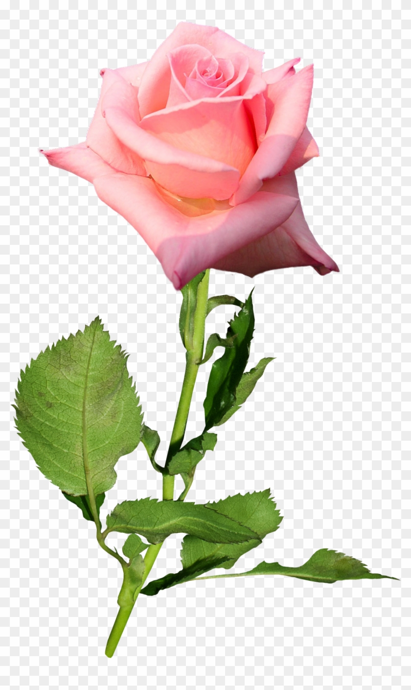 Garden Roses Flower Hybrid Tea Rose Bud - Розы Png На Прозрачном Фоне #769038