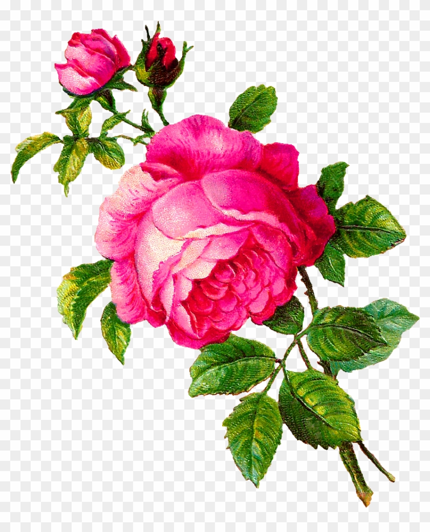Pink Rose Clip Art - Vintage Pink Flower Clipart #769179