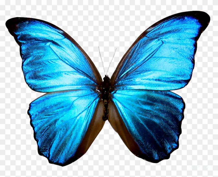 High Resolution Butterfly Png Icon Image - Blue Butterflies Life Is Strange #769219