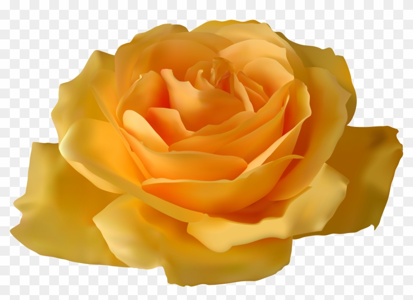 Yellow Rose Images Clipart Yellow Rose Png Clipart - Purple Rose Clip Art #769264