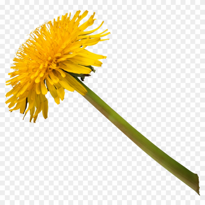 Common Dandelion Stock Photography Clip Art - Common Dandelion Stock Photography Clip Art #769300