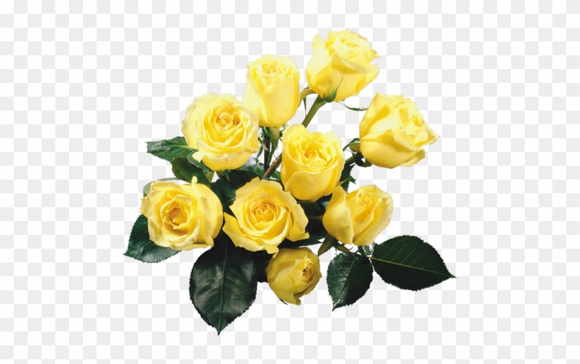 Explore Yellow Roses, Lavender Roses And More - Phone Wallpapers Flowers Rose Hd Full #769270