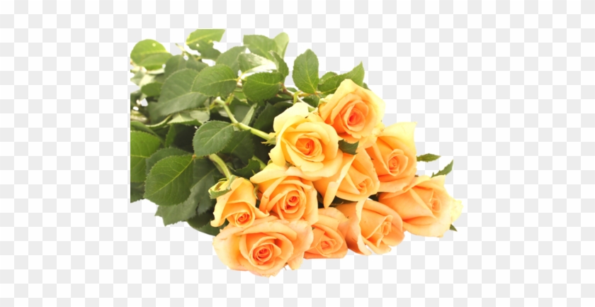 Ja Альбом «цветы В Png / Клипарт - Good Morning Wishes With Yellow Roses #769290
