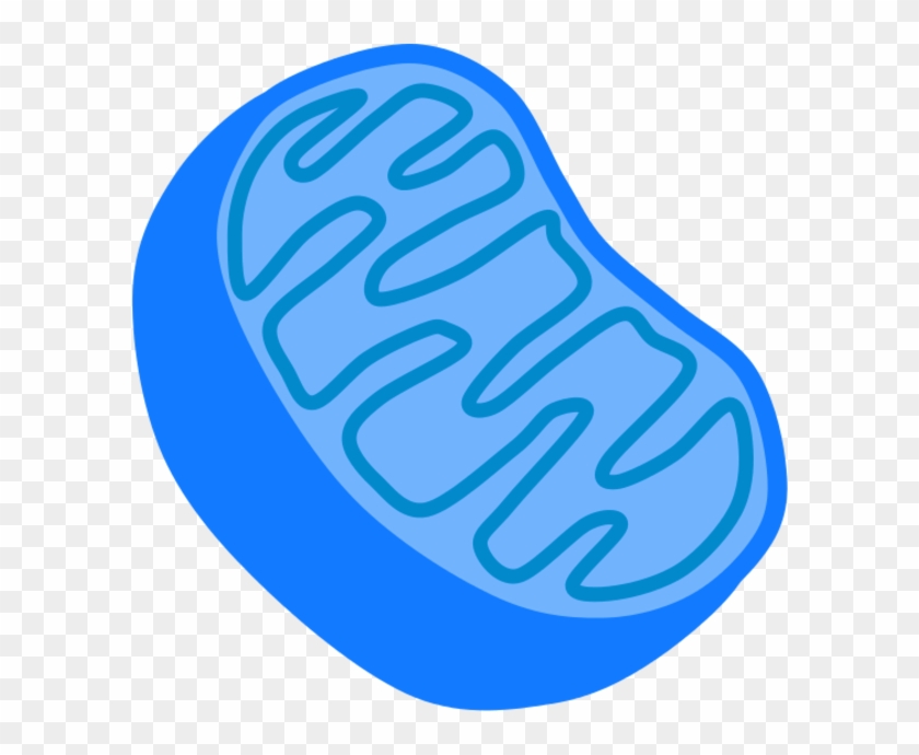 Graphics For Mitochondria Vector Graphics - Mitochondria Clipart Png #769331