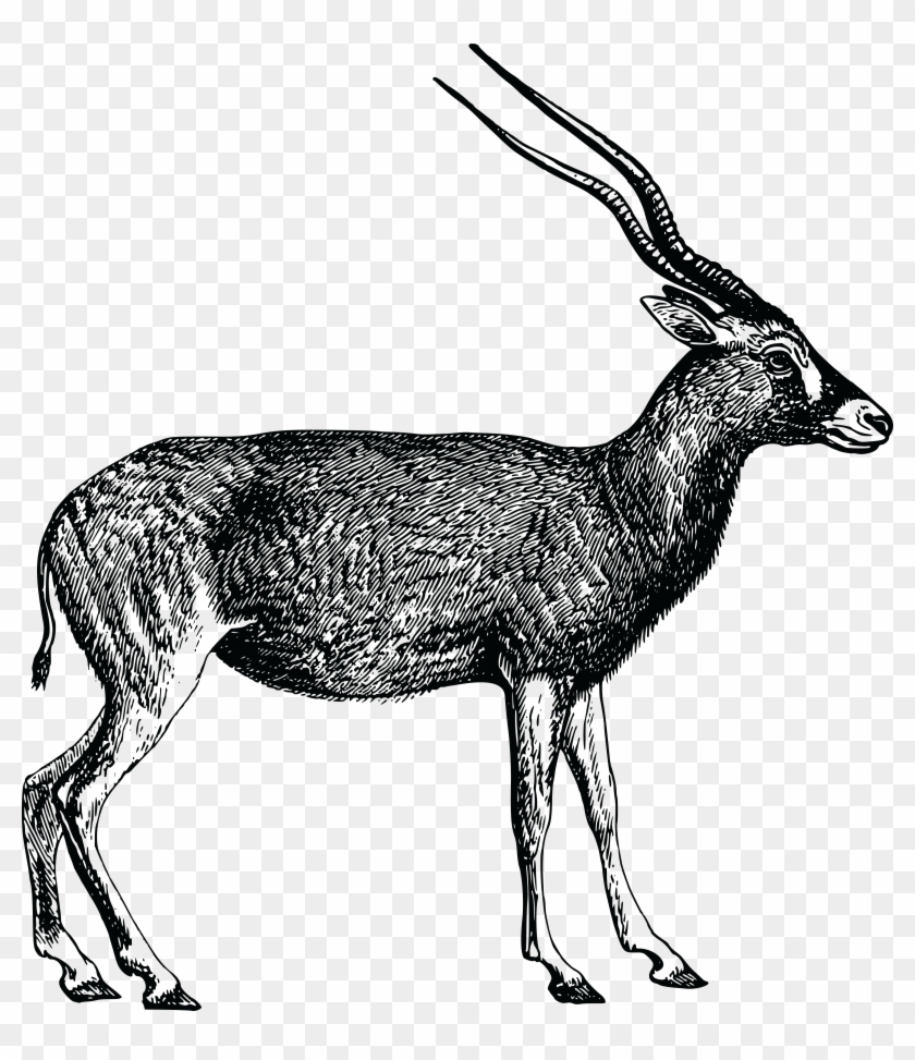 - Eps, - Svg, - Free Clipart Of An Antelope - Antelope Black And White #769374