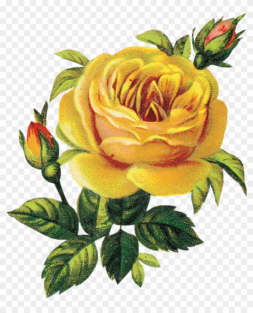 Flower - Yellow Rose - Flower - Yellow Rose #769603
