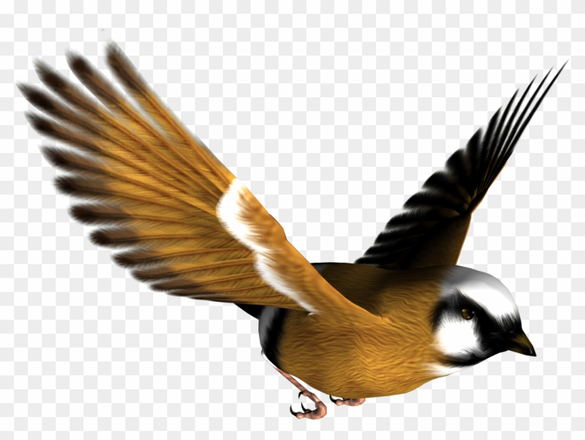 Free High Resolution Graphics And - Bird Png #138993
