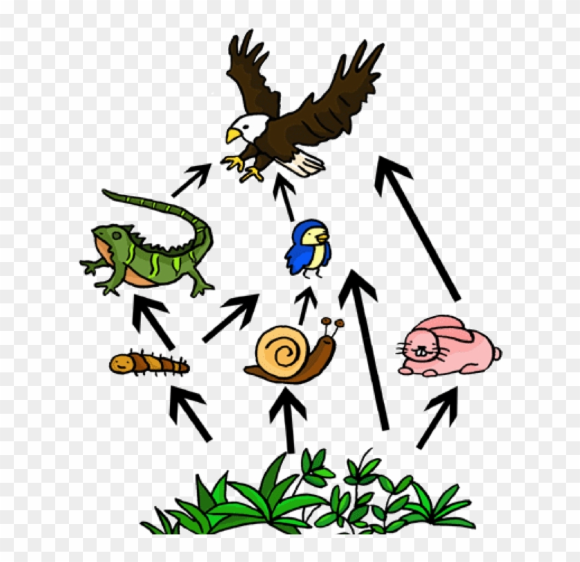 Primary Consumer - Food Web Easy To Draw #139660