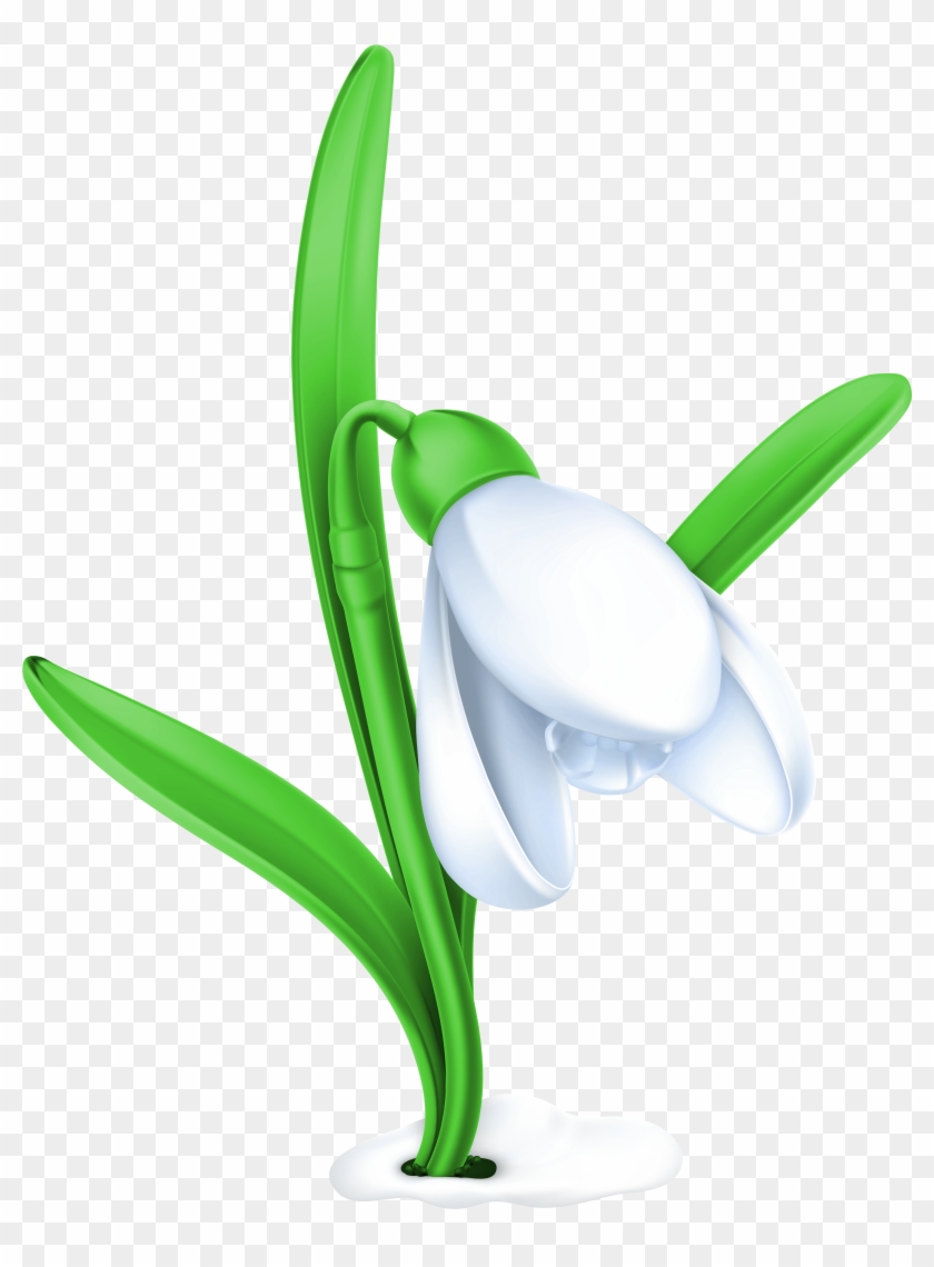 Transparent Snowdrop Png Clipart Picture - Snowdrop Png #140412