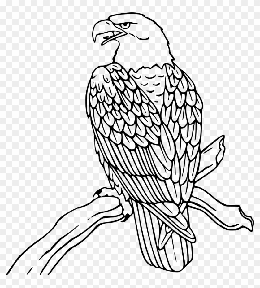 This Free Clip Arts Design Of Bald Eagle - Bald Eagle Coloring Page #144251