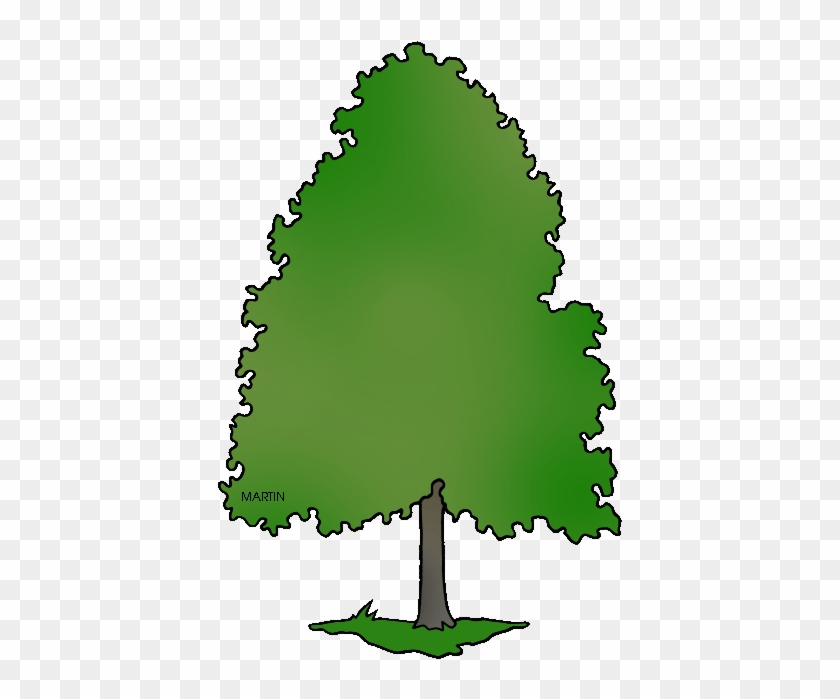 Delaware State Tree American Holly Clipart - Delaware State Tree #145661