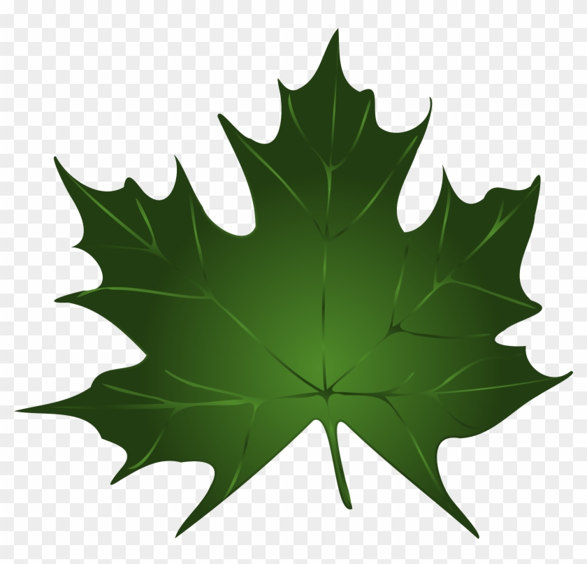 Canadian Maple Leaves #145715