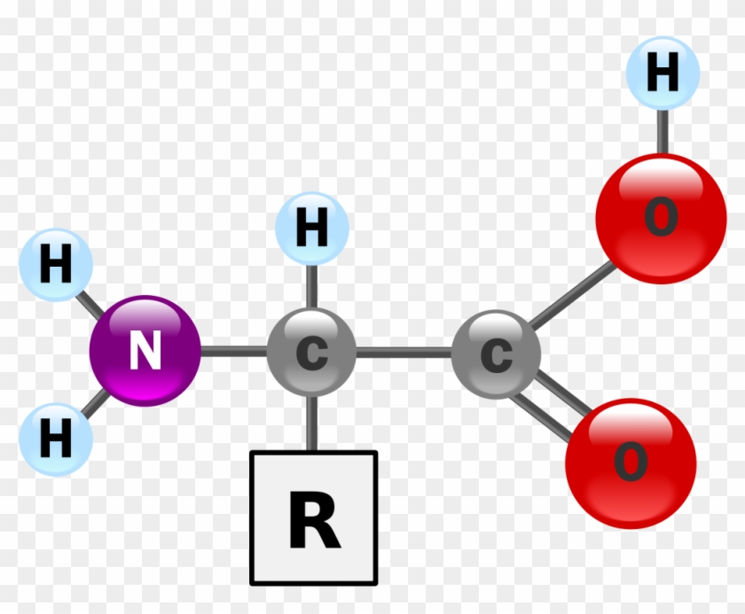 On Earth, Amino Acids Characteristic Of Life Are All - Amino Acid Structure 3d #770588