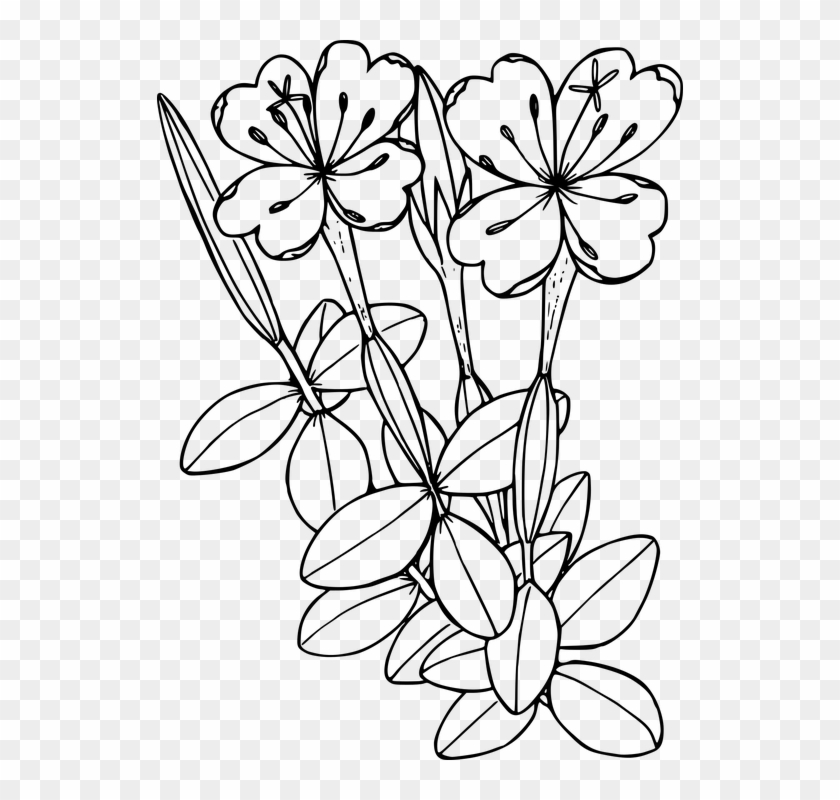 Flowers Line Cliparts 29, Buy Clip Art - Transparent Flower Coloring Pages #770858