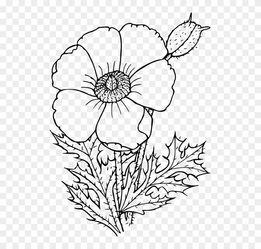 Flower Line Drawing 27, Buy Clip Art - Wild Flowers To Draw #770883