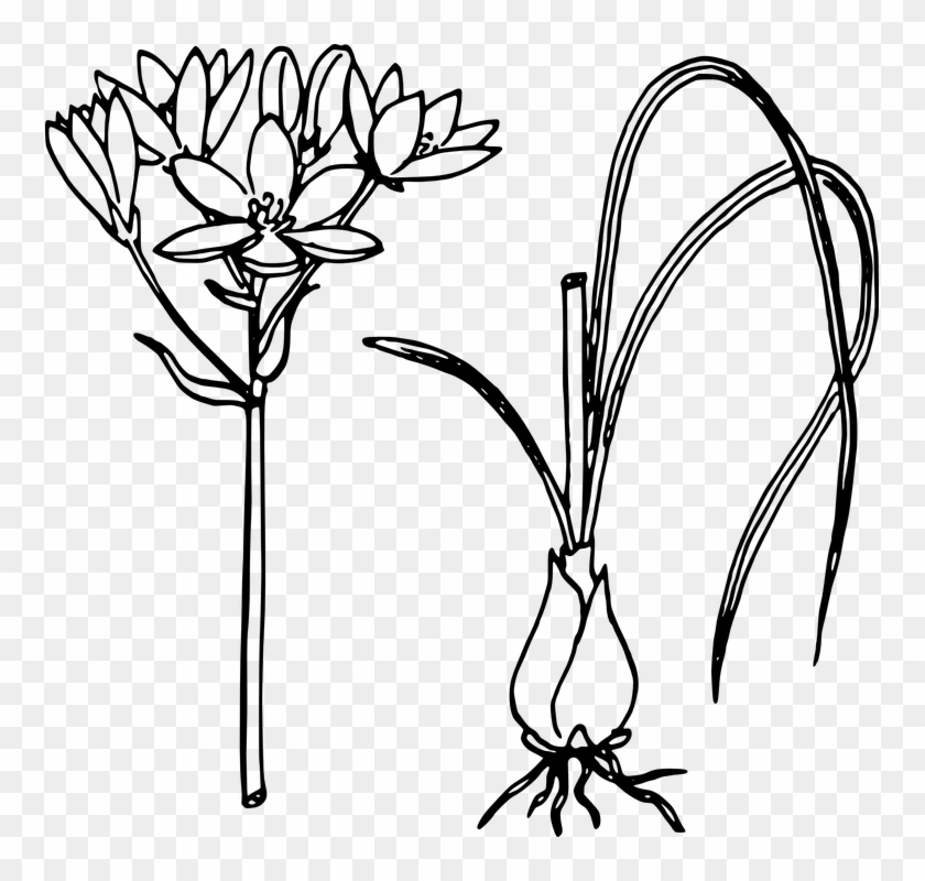 Lotus Flower Line Drawing 25, Buy Clip Art - Sketch Of Onion Plant #770908