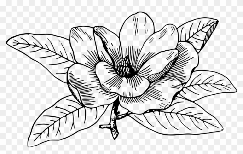 Flower Line Art 28, Buy Clip Art - Magnolia Flower Line Drawing #770915