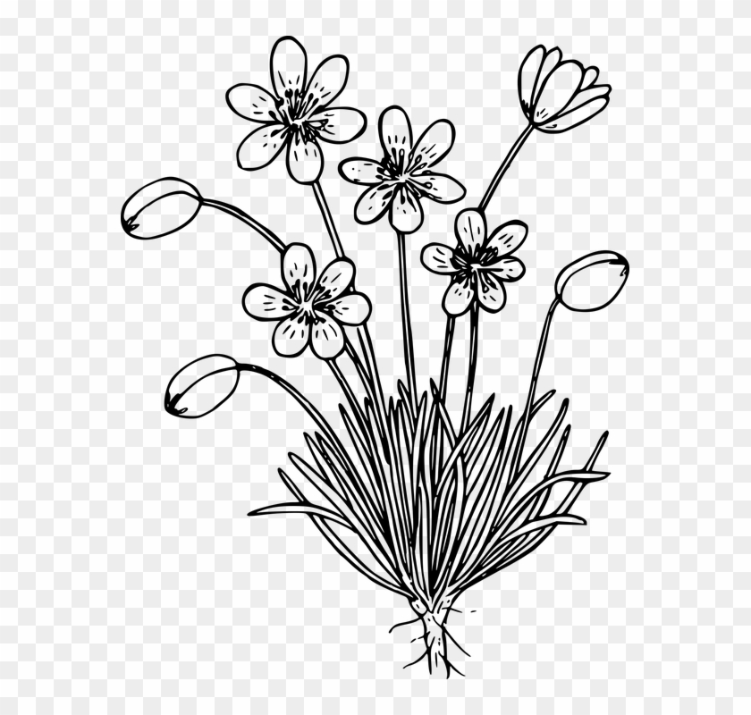 Flowers Line Drawing 16, Buy Clip Art - Wild Flower Black And White #770918