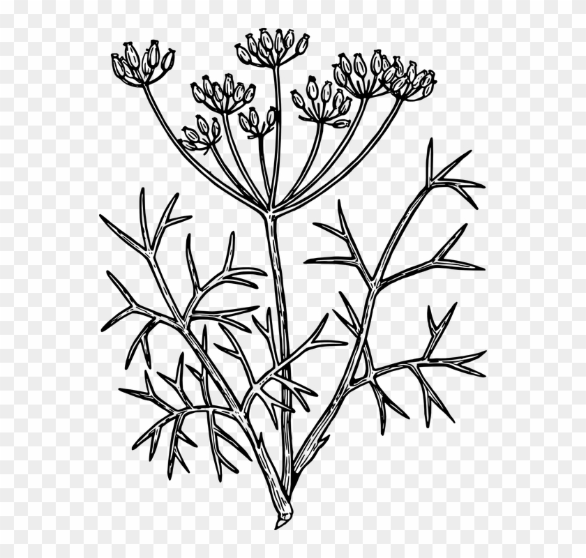 Flower Line Drawing 26, Buy Clip Art - Herbs Drawing Png #770958