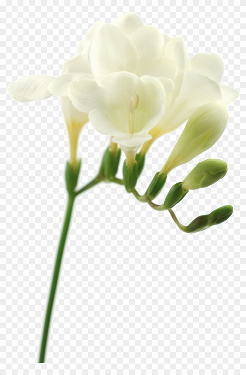 Png形式でダウンロード - Цветок На Белом Фоне #771417