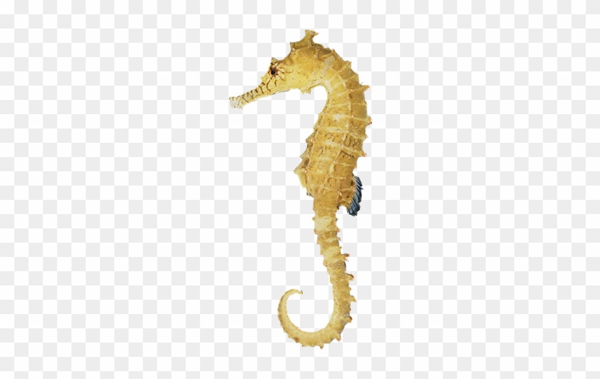 Seahorse Gifts - Seahorse Png #771453