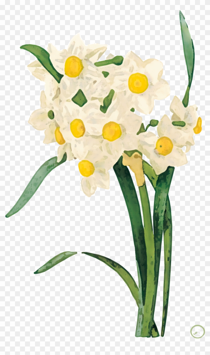 Png形式でダウンロード - Daffodil Print #771458