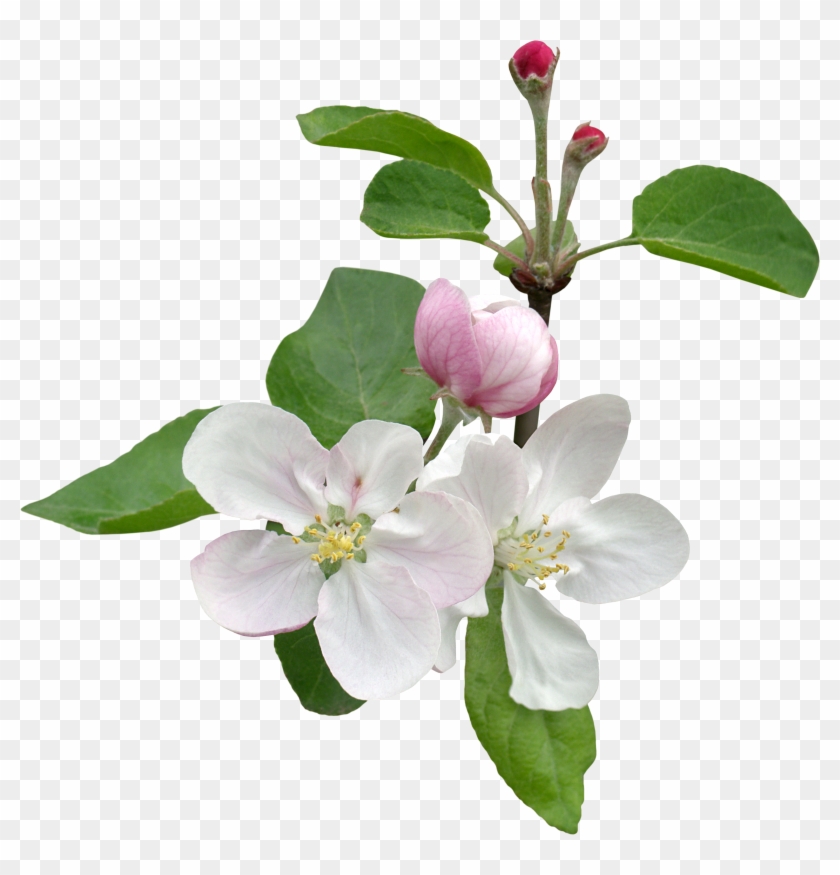 Цветы Белые 60 » Цветы Белые » Растительный Мир » Галерея - Flower #771473