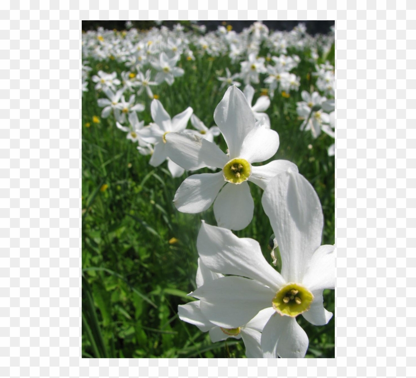 Les Avants村的水仙花田，背景是dent De Jaman 和rochers De Naye两座雪山山峰。 - California Fawn Lily #771568