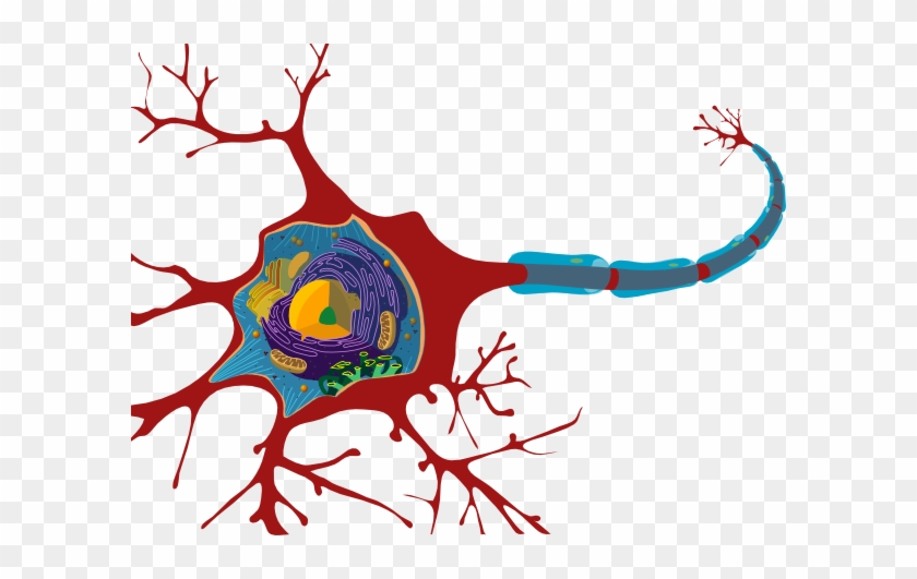 Neuron Clip Art At Clker - Marfan Syndrome Nervous System #771645