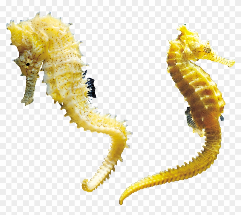 Seahorse Png - Real Sea Horse Png #771668