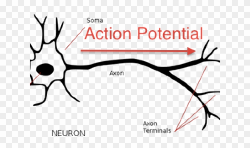 Neuron Clipart Annotated - Structure Of Neuron Black And White #771669