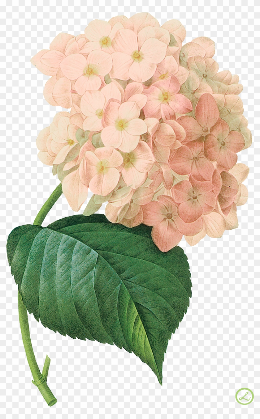 Png形式でダウンロード - Botanical Paintings Hydrangea #771684