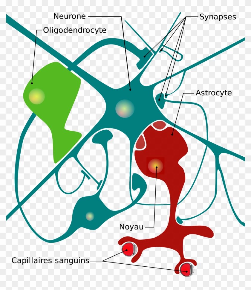 Open - Astrocyte Glial Cell Diagram #771686