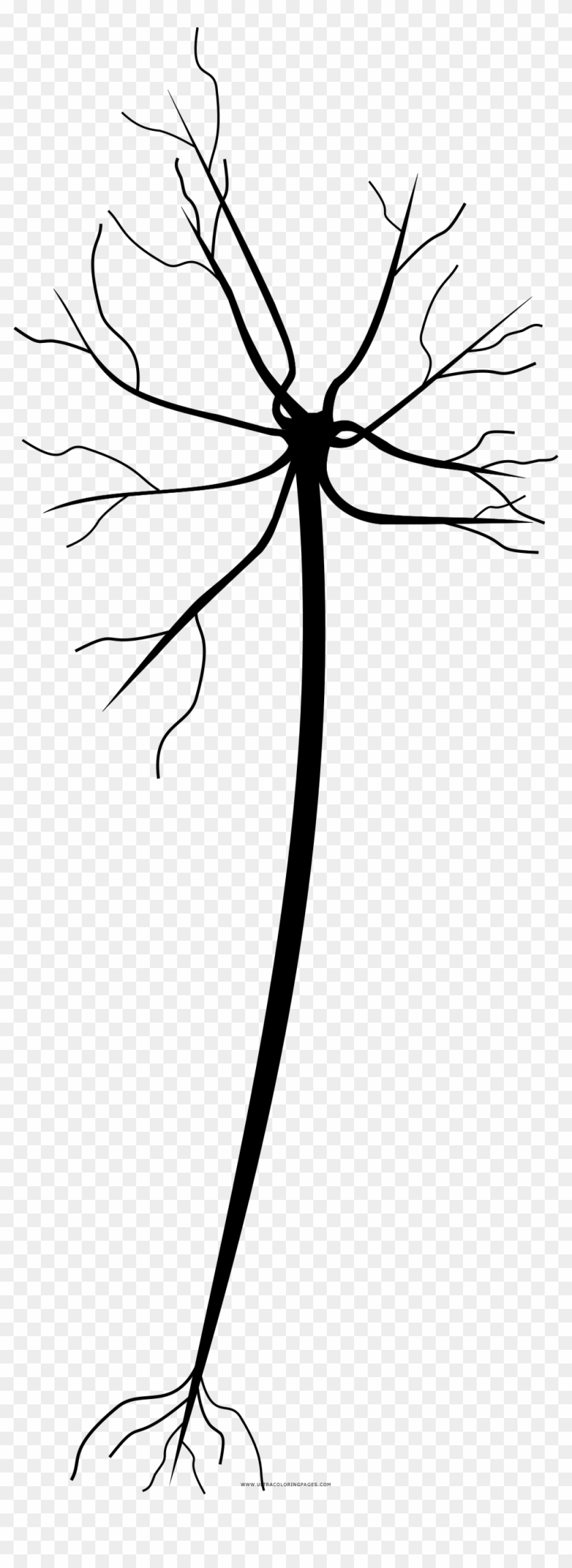 Neuron Coloring Page - Neuron Coloring Page #771690