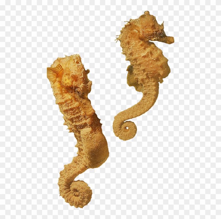 The Seahorse Trust Www - Seahorse Transparent #771728