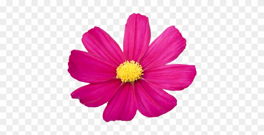 Pink Flower Png Cosmos Bipinnatus - Flowers With No Background #771809