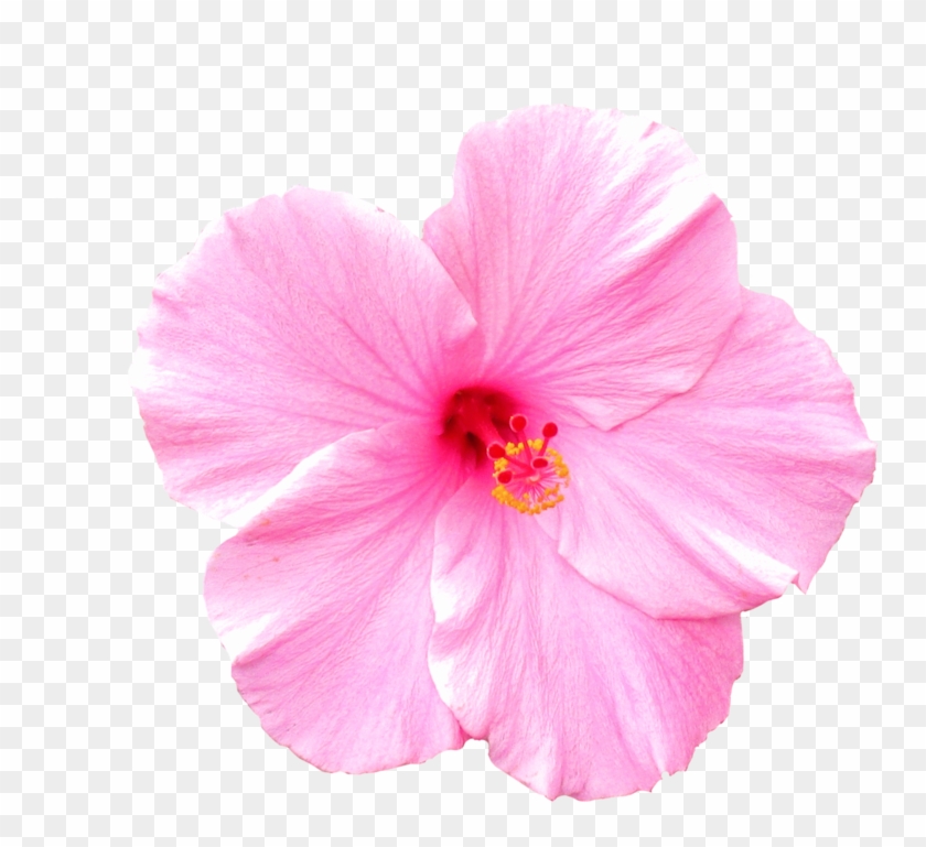 Pink Flower V2 By Thestockwarehouse - Pink Flower #771816