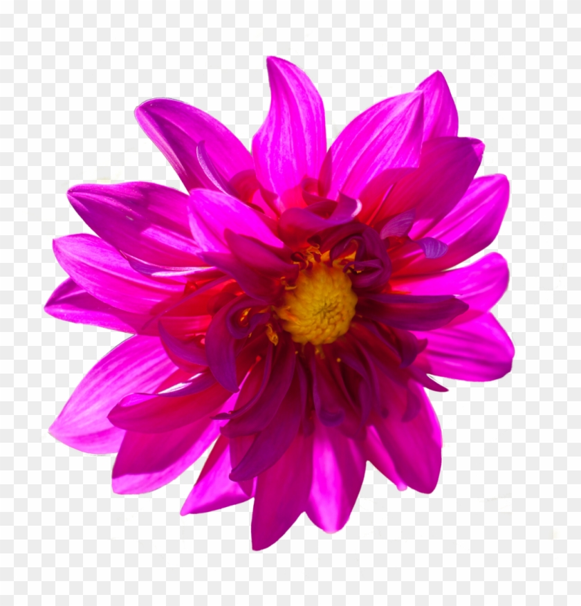 Dark Pink Flower Png By - Prayer #771819