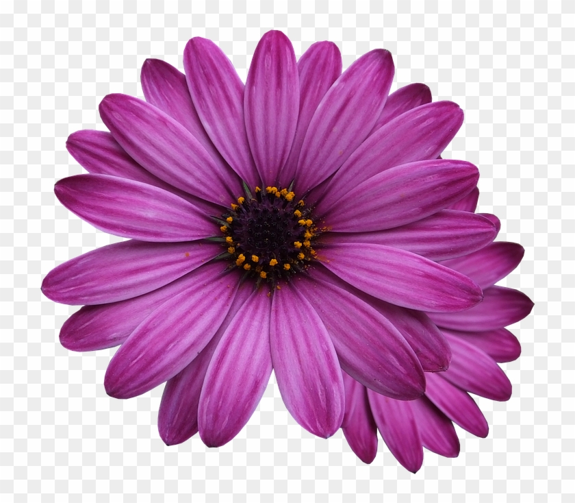 Flower Marigolds, Purple Flower, Flowers Png - Single Flower Transparent Background #771831