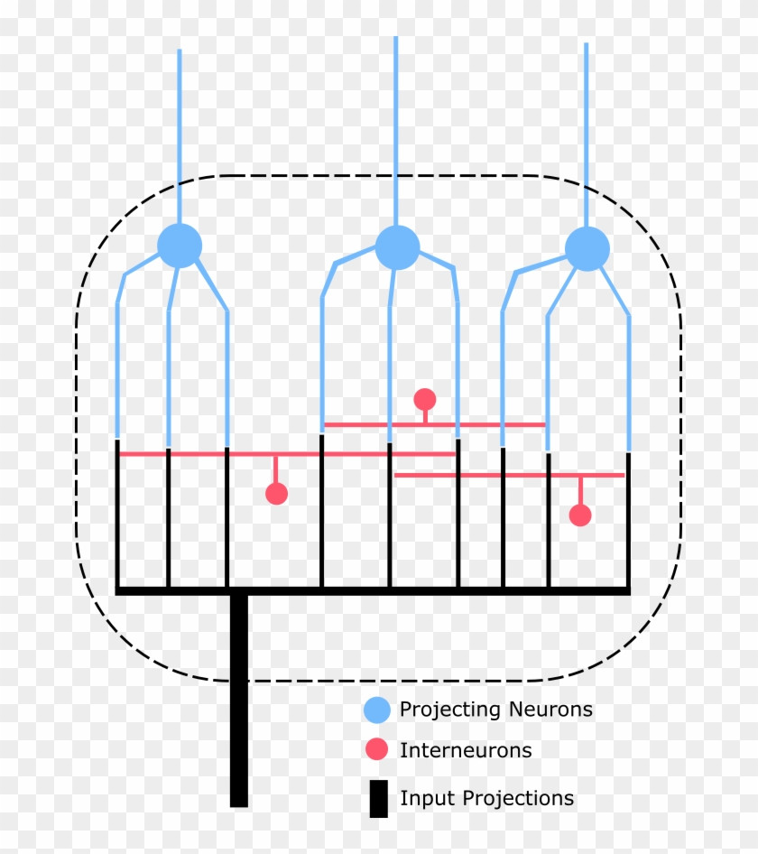 Typically, A Nucleus Contains - Ganglion #771866