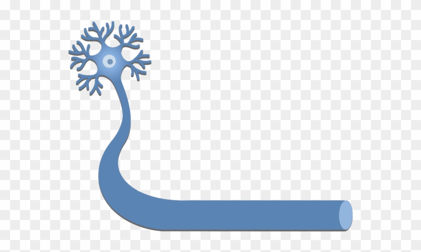 An Image Showing A Neuron With It's Axon - Neuron #771872