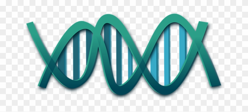 Dna Helix Genes Science Rna Molecules Biol - Transparent Dna Clip Art #771903